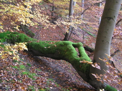 Nationalpark-Urwaldsteig